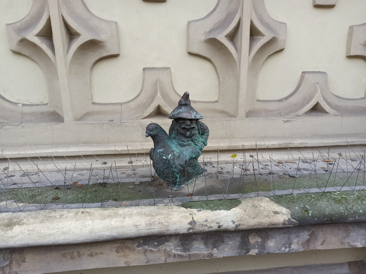 Foto zwerg Gołębnik