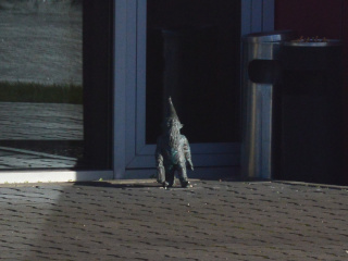 Foto eines Zwerges Prufek