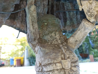 Foto eines Zwerges Parasolniki