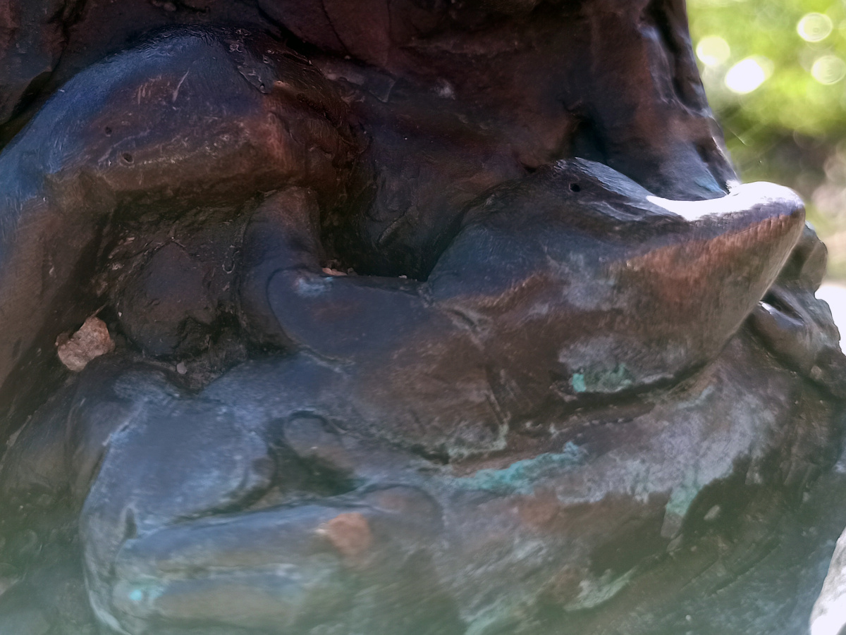 Photo of dwarf Laktocytek close-up
