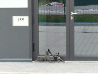 Foto de un enano Plasser