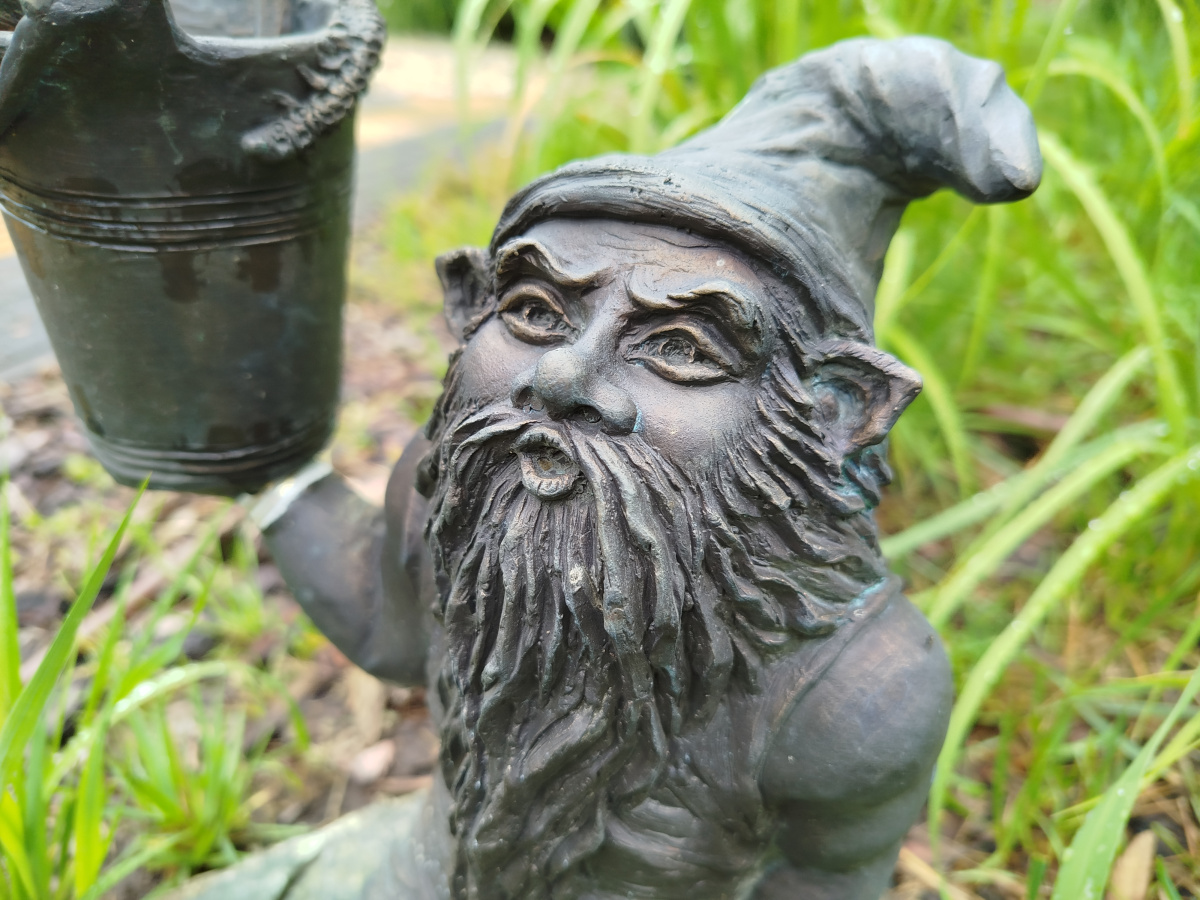 Photo of dwarf Ogrodnik Florek close-up