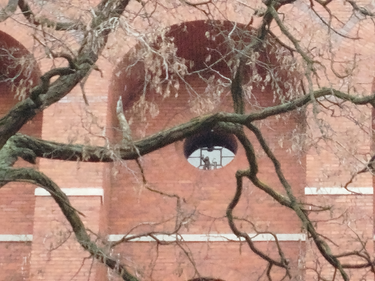 Foto zwerg Pompeusz in Nahaufnahme